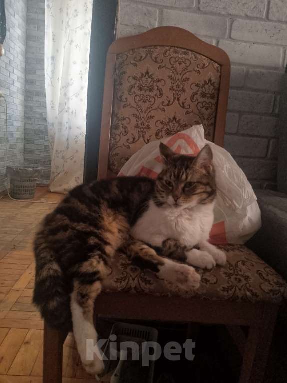 Кошки в Краснодаре: Кошка Девочка, Бесплатно - фото 3