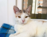 Кошки в Москве: Трехцветная котенок Зефирка в добрые руки Девочка, Бесплатно - фото 1