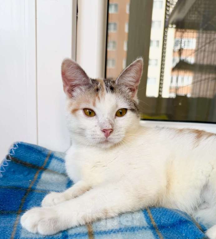 Кошки в Москве: Трехцветная котенок Зефирка в добрые руки Девочка, Бесплатно - фото 1