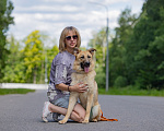 Собаки в Москве: Пушистый щенок бесплатно Девочка, Бесплатно - фото 5