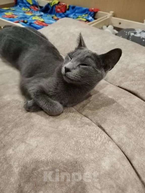 Кошки в Новосибирске: Котенок русской голубой кошки Мальчик, 45 000 руб. - фото 5