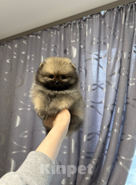 Собаки в Москве: Мальчик Мальчик, 30 000 руб. - фото 1