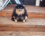 Собаки в Москве: Черно подпалая девочка померанского шпица племенной питомник Девочка, 10 000 руб. - фото 2
