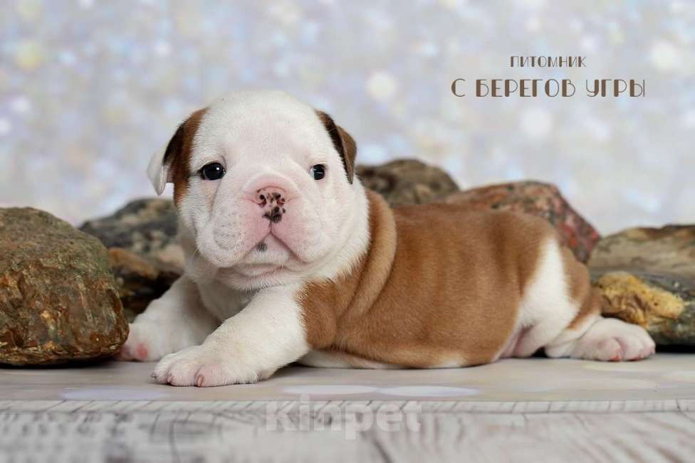 Собаки в Калуге: Английский бульдог щенок Мальчик, 100 000 руб. - фото 2