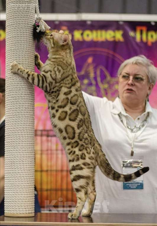 Кошки в Самаре: Бенгальский кот  Мальчик, 50 000 руб. - фото 3