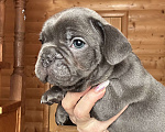 Собаки в Волгодонске: Французский бульдог голубой  Мальчик, 50 000 руб. - фото 2