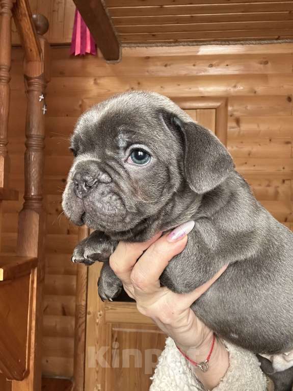 Собаки в Волгодонске: Французский бульдог голубой  Мальчик, 50 000 руб. - фото 2