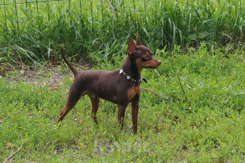 Собаки в Москве: Вязка мини кобель Мальчик, 10 000 руб. - фото 4
