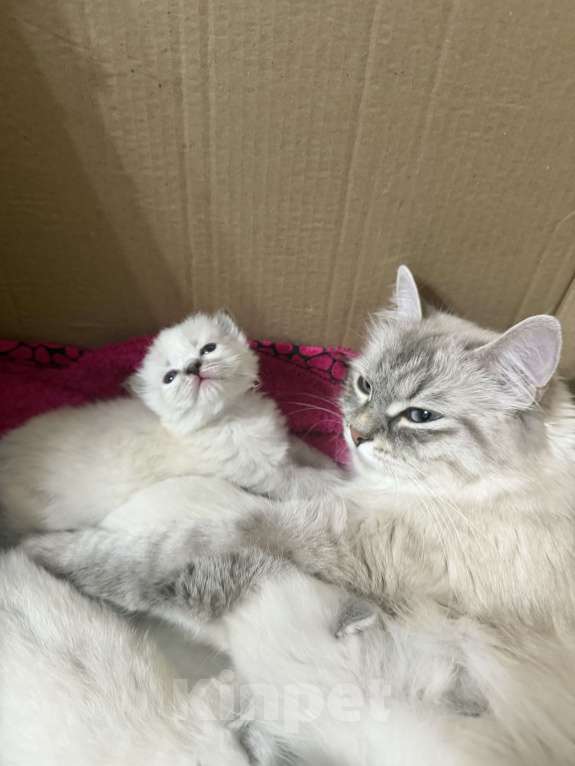 Кошки в Санкт-Петербурге: Невские маскарадный котята Мальчик, 27 000 руб. - фото 6