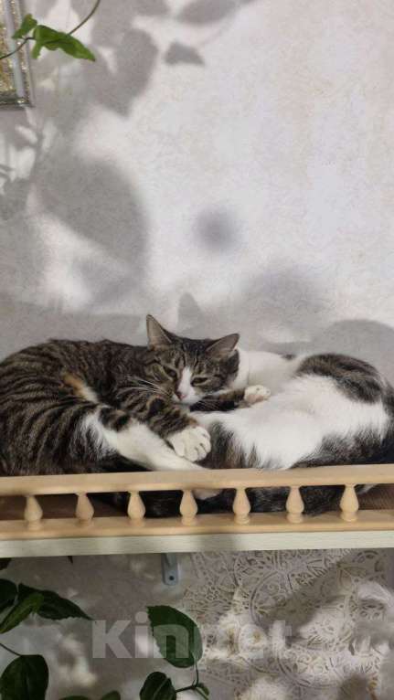 Кошки в Санкт-Петербурге: Кошечка юная коренная петербурженка в добрые руки Девочка, Бесплатно - фото 4