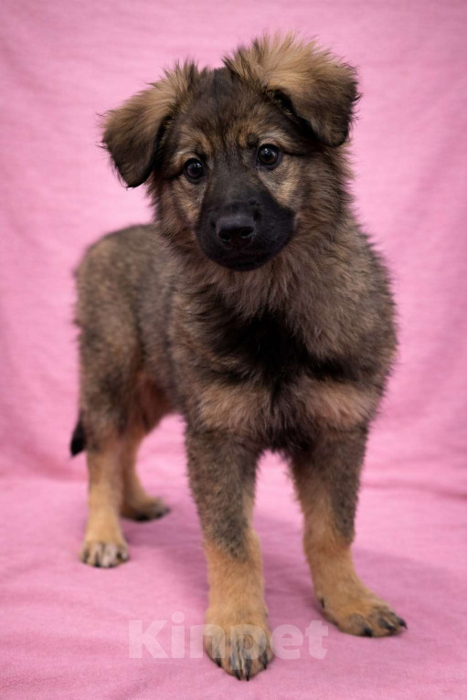Собаки в Москве: Щенок девочка Шери в поисках дома Девочка, Бесплатно - фото 5