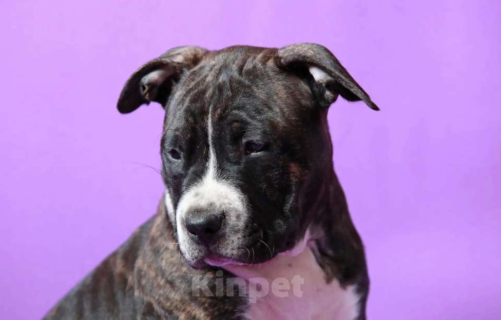 Собаки в Санкт-Петербурге: Щенок амстаффа Девочка, 75 000 руб. - фото 1