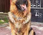 Собаки в Ореховом-Зуево: Кобель для вязки Мальчик, 4 руб. - фото 1