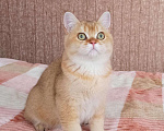 Кошки в Орлове: Кот шоколадное золото в разведение, 120 000 руб. - фото 2