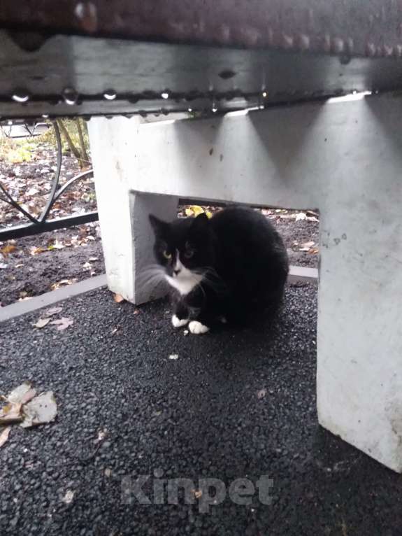 Кошки в Санкт-Петербурге: Очень нужна помощь-дом или передержка для кошечки Луны Девочка, Бесплатно - фото 5