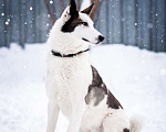 Собаки в Котельнике: Белая аристократка Бэлль в добрые руки Девочка, Бесплатно - фото 4