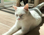 Кошки в Москве: Бэлла белая кошечка гладкая шерсть ,мягкая  Девочка, 320 руб. - фото 3