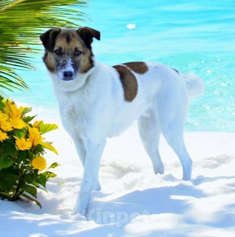 Собаки в Москве: Амур остался без дома, без семьи Мальчик, Бесплатно - фото 2