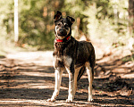 Собаки в Москве: Молодой кобель по кличке Чейз в поисках дома! Мальчик, Бесплатно - фото 8