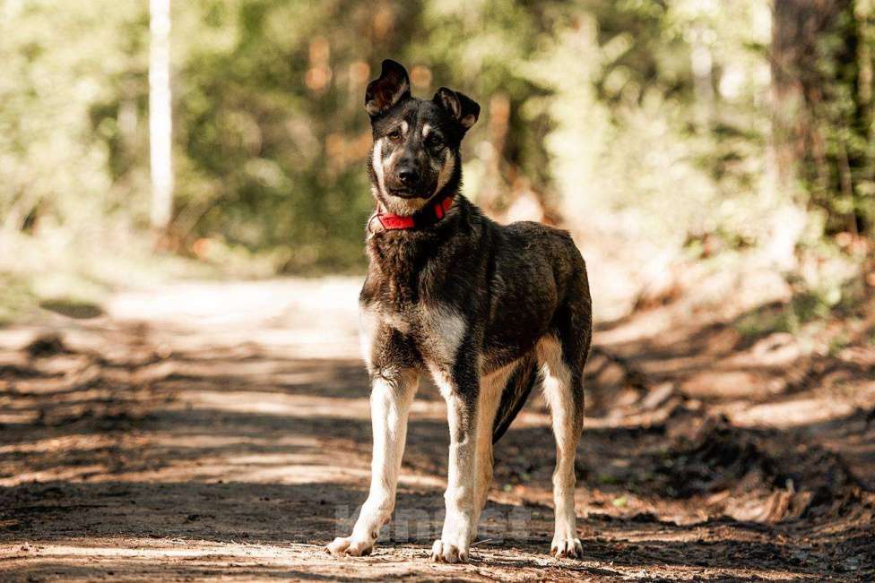 Собаки в Москве: Молодой кобель по кличке Чейз в поисках дома! Мальчик, Бесплатно - фото 8