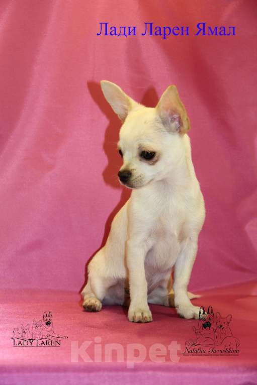 Собаки в Москве: Щенки чихуахуа Мальчик, Бесплатно - фото 6