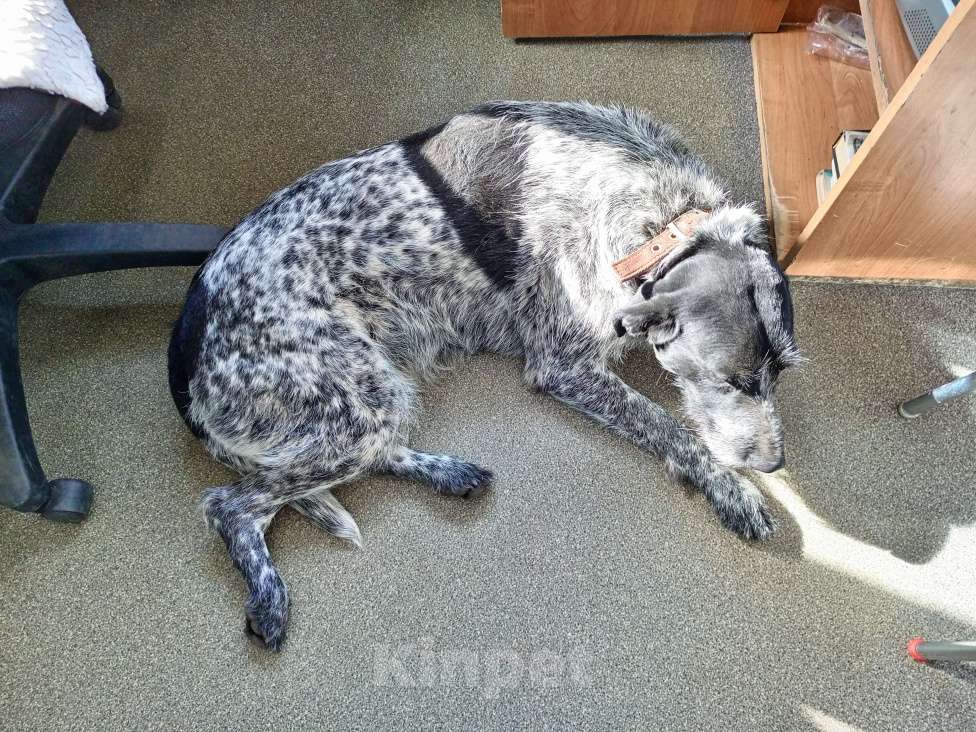 Собаки в Санкт-Петербурге: Найдена собака Девочка, Бесплатно - фото 2