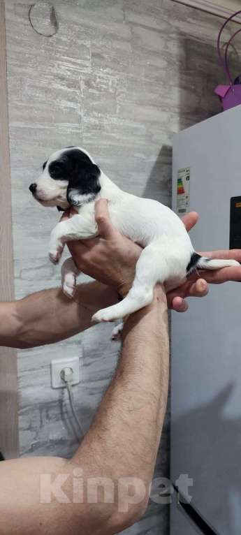 Собаки в Ельце: Продажа щенка охотничего спаниеля Девочка, 35 000 руб. - фото 2