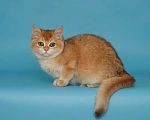 Кошки в Санкт-Петербурге: Британская золотая шиншилла котенок Мальчик, 10 000 руб. - фото 1