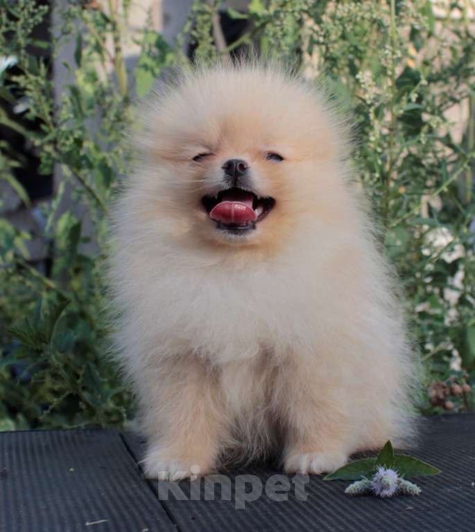 Собаки в Москве: померанский шпиц щенки 2 мес, 25 000 руб. - фото 5