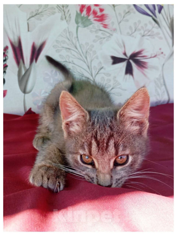 Кошки в Москве: Котенок Искорка ищет дом Девочка, Бесплатно - фото 1
