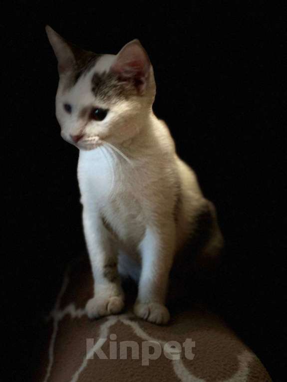 Кошки в Москве: Котята из леса в добрые руки Девочка, 1 руб. - фото 10