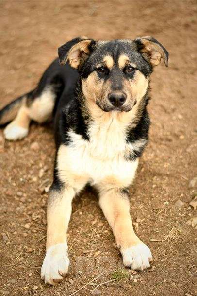 Собаки в Мытищах: щенок Ника ждет в приюте Девочка, Бесплатно - фото 7
