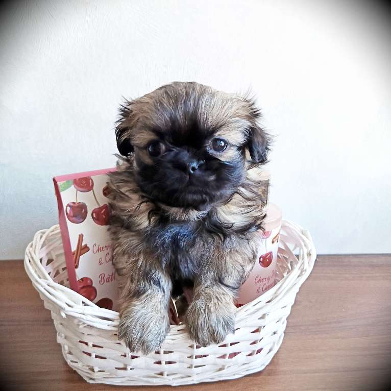 Собаки в Кемерово: Щенок пекинеса, девочка Девочка, 15 000 руб. - фото 3