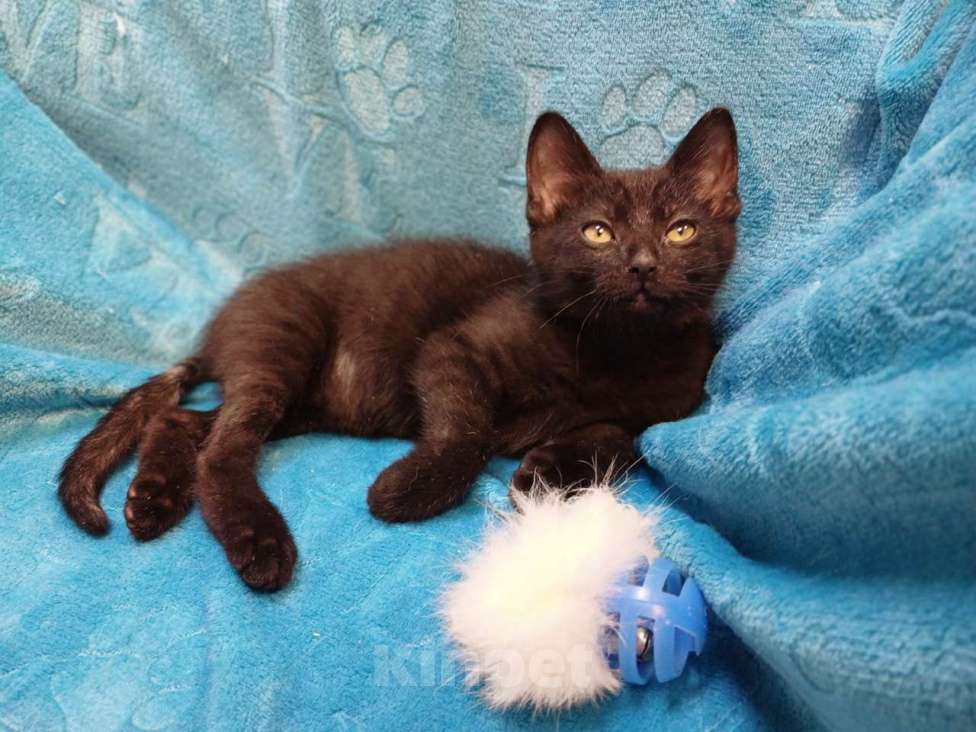 Кошки в Санкт-Петербурге: Черный игривый котёнок ищет дом Девочка, Бесплатно - фото 7