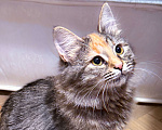 Кошки в Москве: Оливка  Девочка, Бесплатно - фото 4