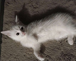 Кошки в Подольске: Котёнок 3 месяца девочка Девочка, 100 руб. - фото 6