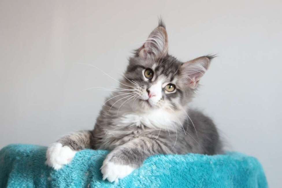 Кошки в Екатеринбурге: Котенок мейнкун из питомника РИЧКУН Мальчик, 40 000 руб. - фото 2