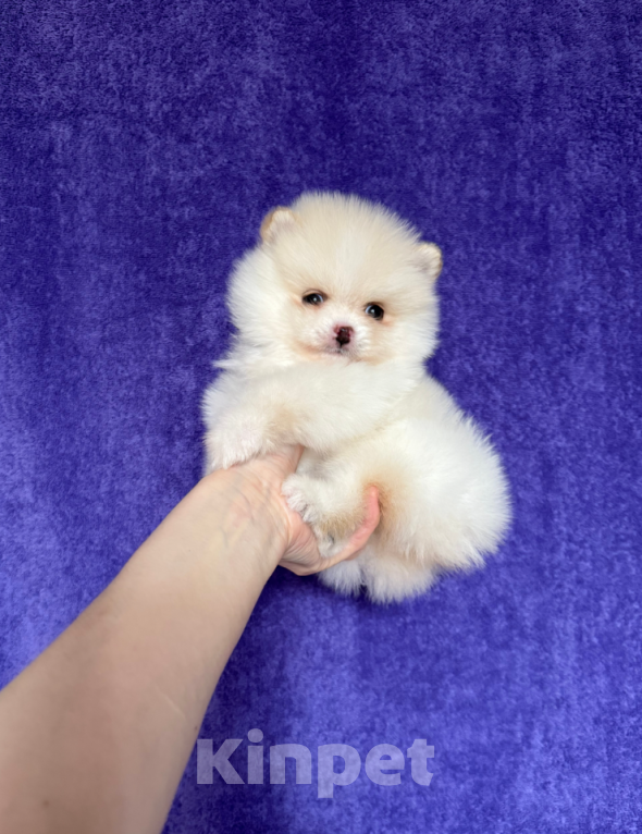 Собаки в Москве: Девочка Девочка, 22 000 руб. - фото 1