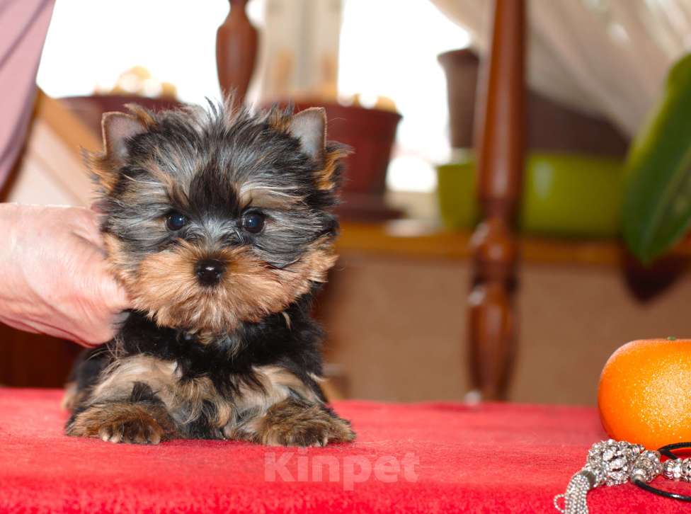 Собаки в Пушкино: Маленький озорник ищет мампап. Мальчик, 50 000 руб. - фото 5