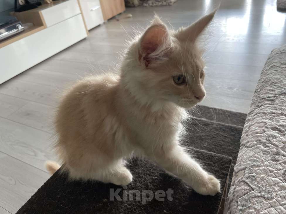 Кошки в Краснодаре: Мейн Кун котята Разнополые, 25 000 руб. - фото 7