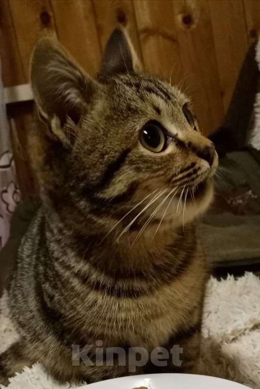 Кошки в Москве: котенок Герда ищет дом Девочка, Бесплатно - фото 2