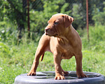 Собаки в Краснодаре: Редноус девочка Девочка, 90 000 руб. - фото 1