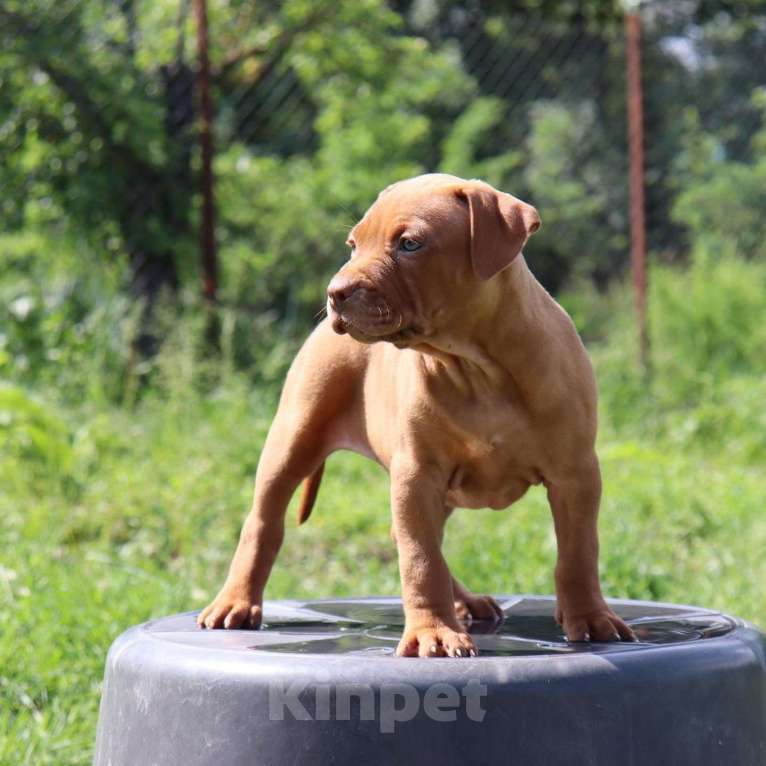 Собаки в Краснодаре: Редноус девочка Девочка, 90 000 руб. - фото 1