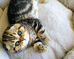 Кошки в Перми: Шотландский кошечка Девочка, 20 000 руб. - фото 4