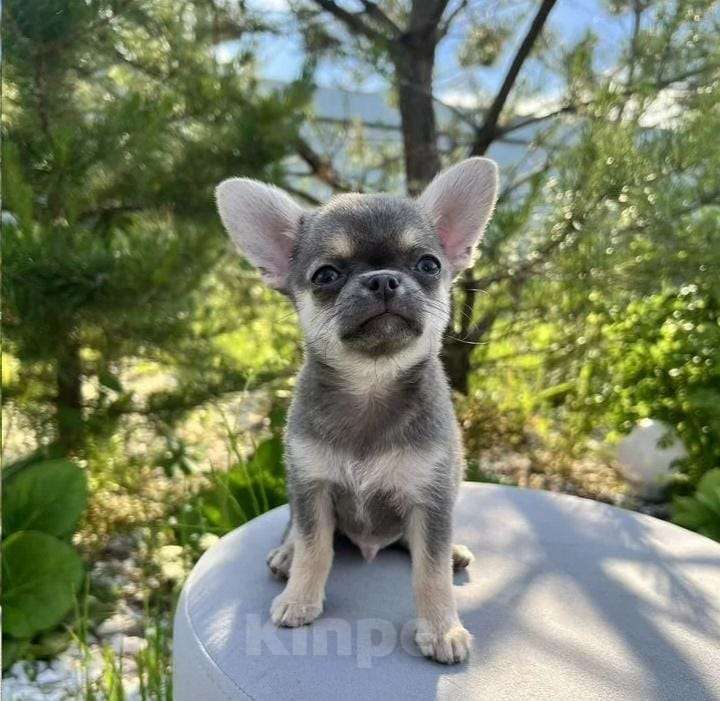 Собаки в других городах Приморского края: Продаю собаку  Мальчик, Бесплатно - фото 2