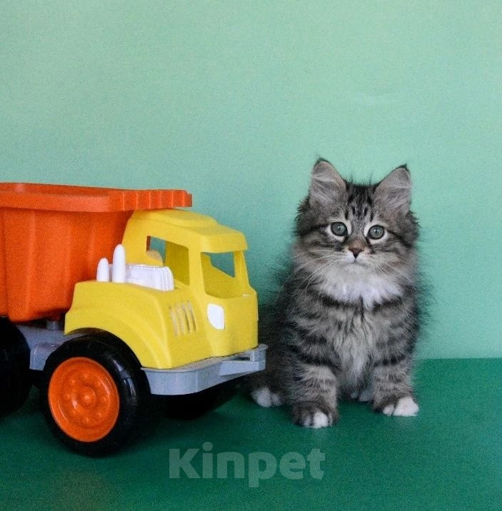 Кошки в Москве: Сибирский богатырь Мальчик, Бесплатно - фото 3