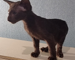 Кошки в других городах Воронежской области: Продажа котенка из Питомника ориенталов. Разнополые, 40 000 руб. - фото 2