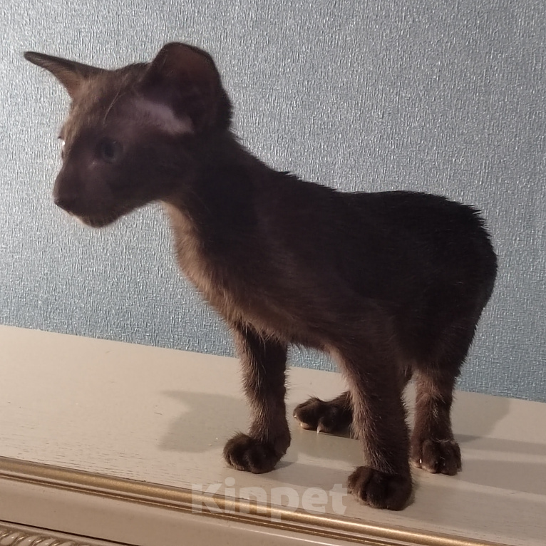 Кошки в других городах Воронежской области: Продажа котенка из Питомника ориенталов. Разнополые, 40 000 руб. - фото 2