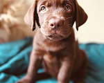 Собаки в Москве: Щенок лабрадора шоколадный РКФ Мальчик, 75 000 руб. - фото 1