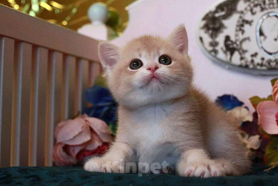 Кошки в Москве: Котик cy11 Мальчик, 15 000 руб. - фото 8